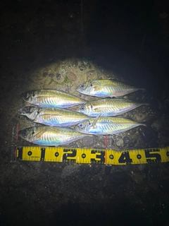 マアジの釣果
