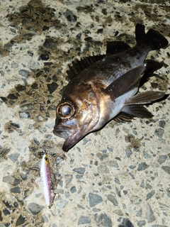 メバルの釣果
