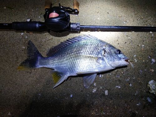 キビレの釣果