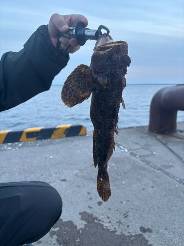 トウベツカジカの釣果