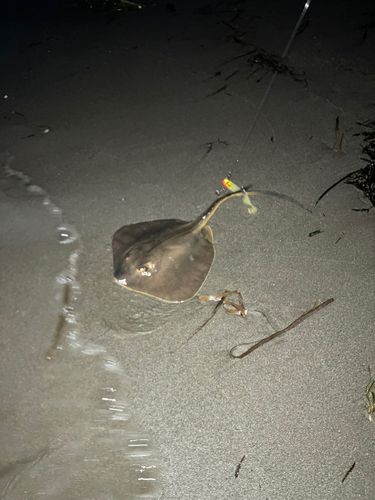 エイの釣果