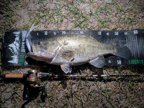 ブラックバスの釣果
