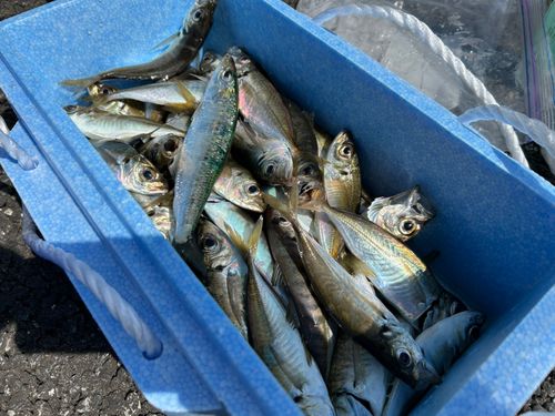 アジの釣果