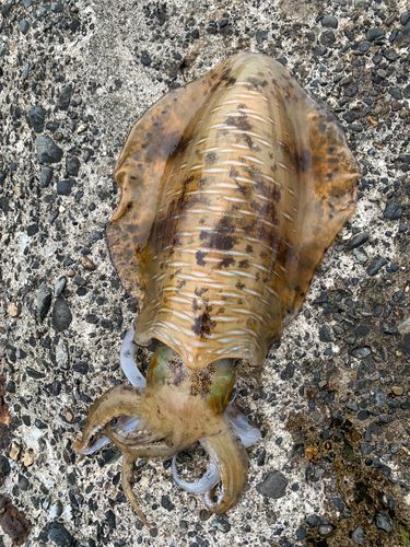 アオリイカの釣果