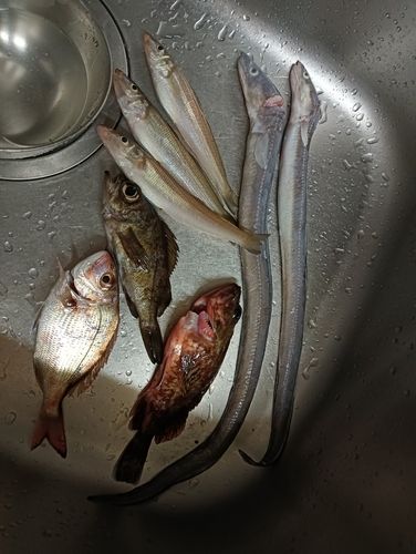 アナゴの釣果