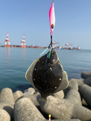 クロガシラガレイの釣果