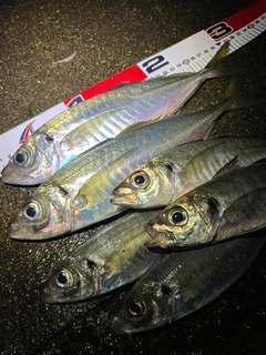 アジの釣果