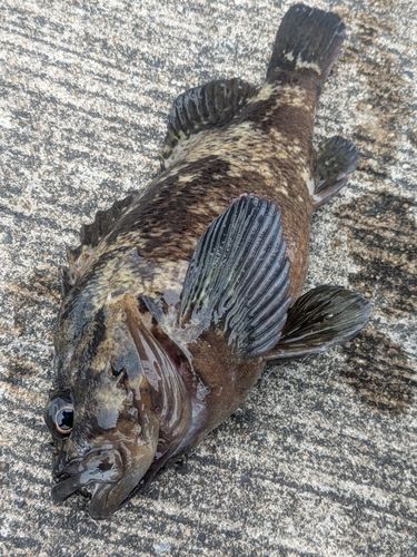 ムラソイの釣果