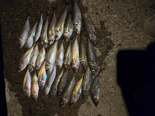 アジの釣果