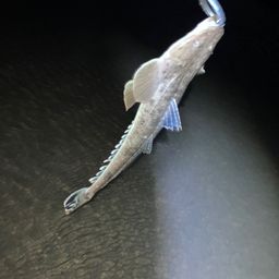 マゴチ