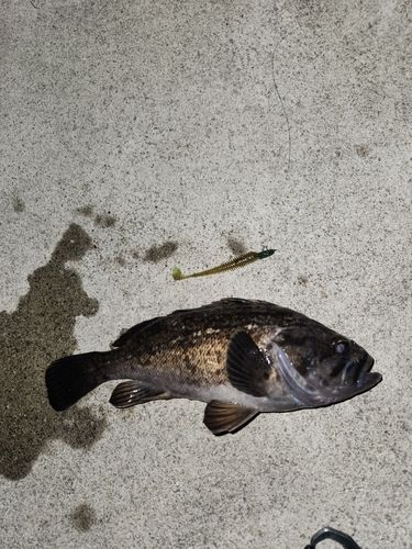 クロソイの釣果
