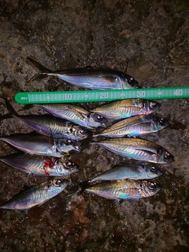 アジの釣果