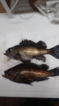 メバルの釣果