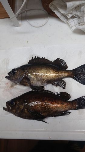 メバルの釣果