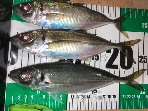 アジの釣果