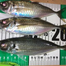 アジ