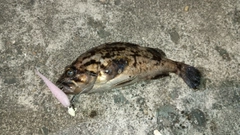 クロソイの釣果