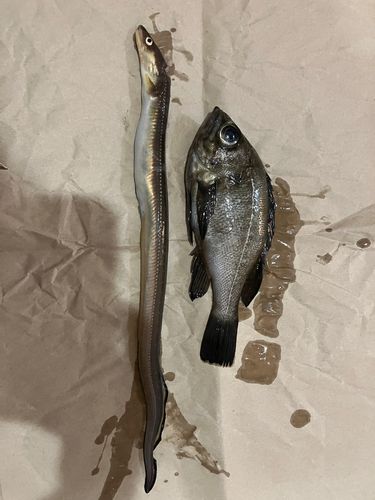 シロメバルの釣果