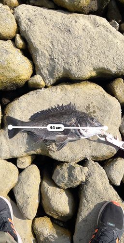 クロダイの釣果