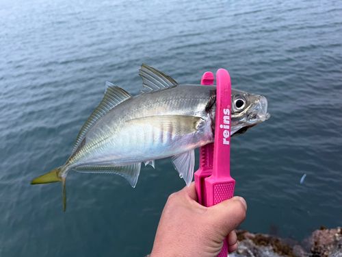 マアジの釣果
