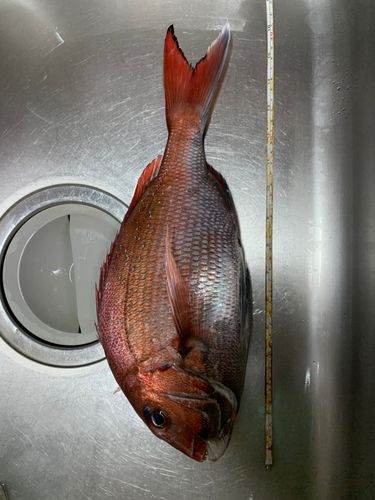 マダイの釣果
