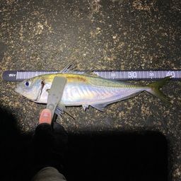 アジ