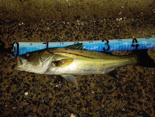 シーバスの釣果