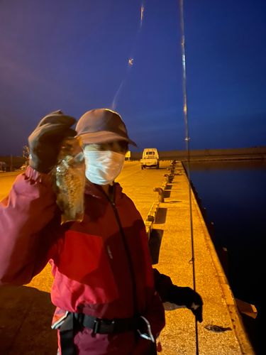 クロソイの釣果