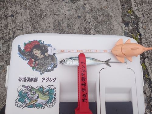 サバの釣果