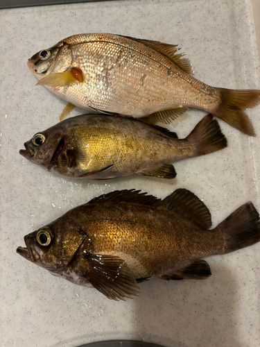 ウミタナゴの釣果