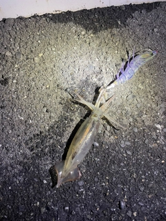 メトイカの釣果