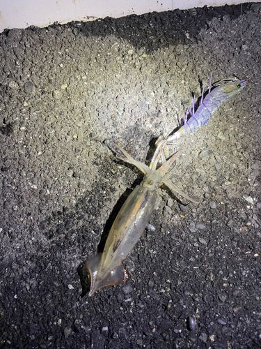 メトイカの釣果