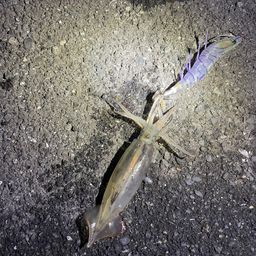 メトイカ