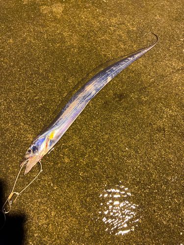 タチウオの釣果