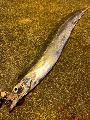 タチウオの釣果