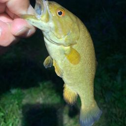 スモールマウスバス