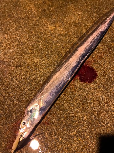 タチウオの釣果