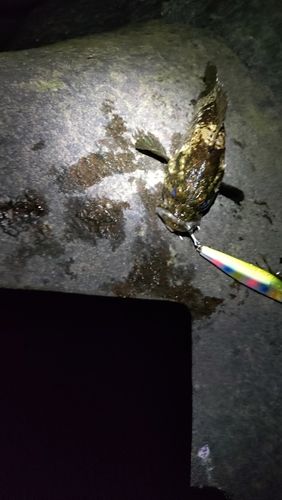ソイの釣果