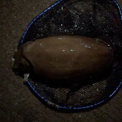 モンゴウイカの釣果