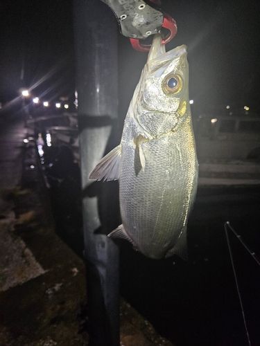 ハクラ（ヒラスズキ）の釣果