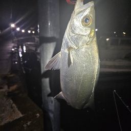 ハクラ（ヒラスズキ）