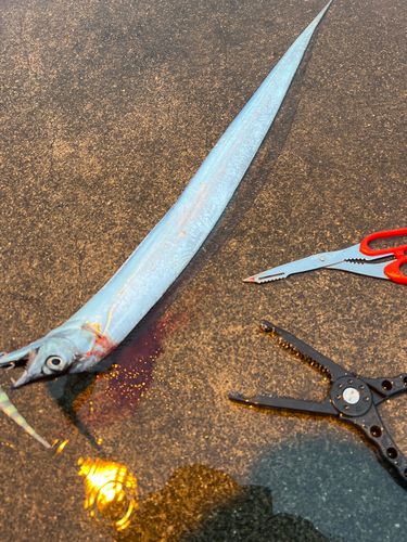 タチウオの釣果