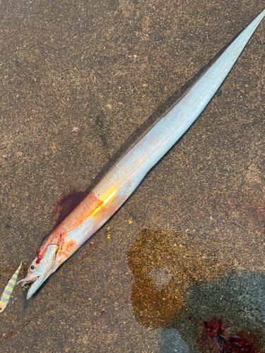 タチウオの釣果