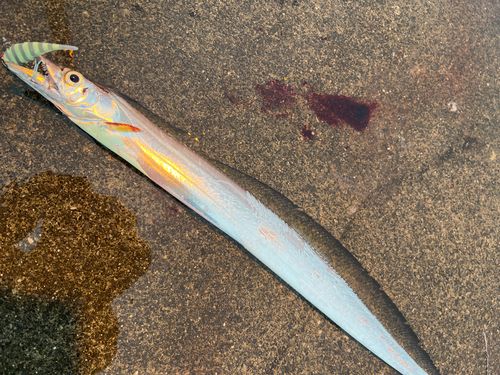 タチウオの釣果