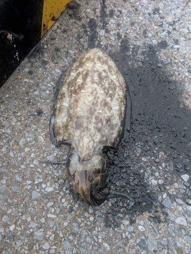 モンゴウイカの釣果