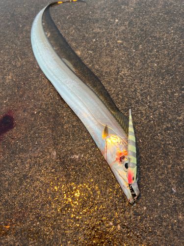 タチウオの釣果