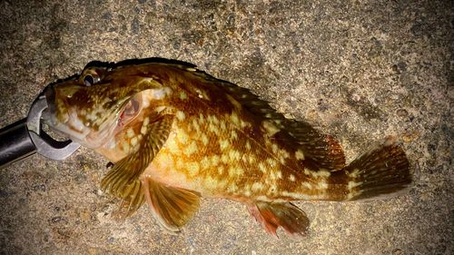 カサゴの釣果