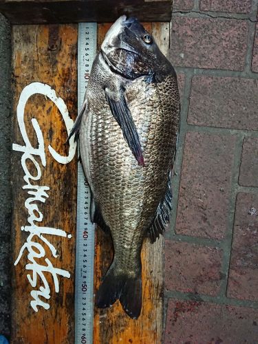 チヌの釣果