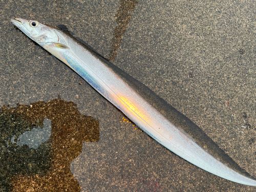 タチウオの釣果