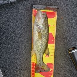 ラージマウスバス